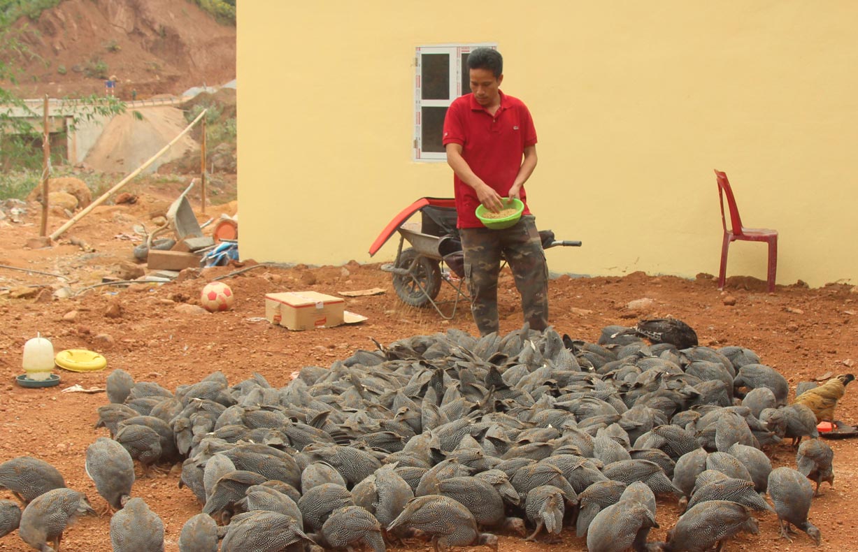 Anh Lò Văn Hươi (bản Noong Hẻo 1, xã Noong Hẻo) chăm sóc đàn gà sao.